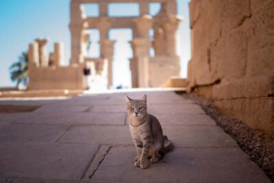 Luxor, Karnak Temple & Valley of the Kings
