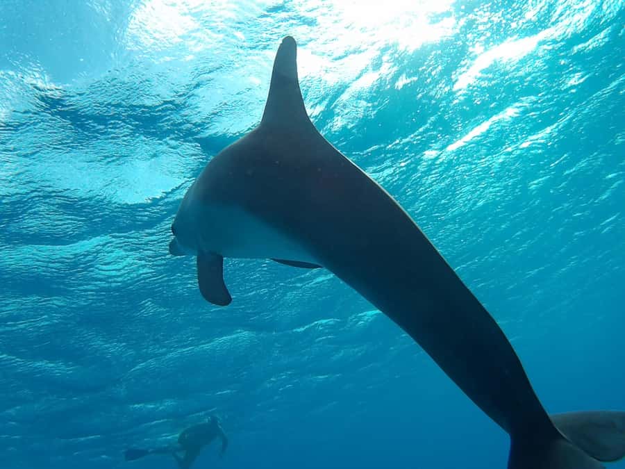 Hurghada: Luxury Orange Bay w/Snorkeling, Massage and Diving - What is included for $58