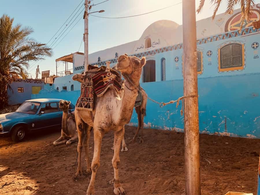 Hurghada: Morning Quad Bike Tour, Camel Ride and Transfer - Key points to know before booking