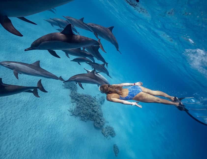 Hurghada or Makadi: Discover the Magic of Dolphin House - Searching for dolphins in open Red Sea water