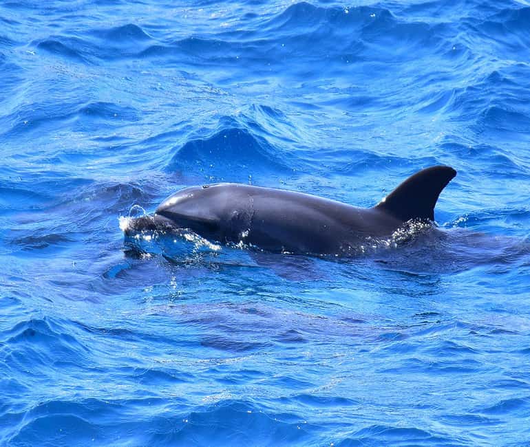 Hurghada or Makadi: Discover the Magic of Dolphin House - Two snorkel stops with coral and fish