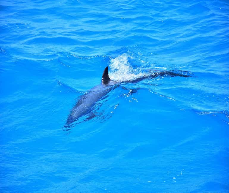 Hurghada or Makadi: Discover the Magic of Dolphin House - The crew makes the biggest difference