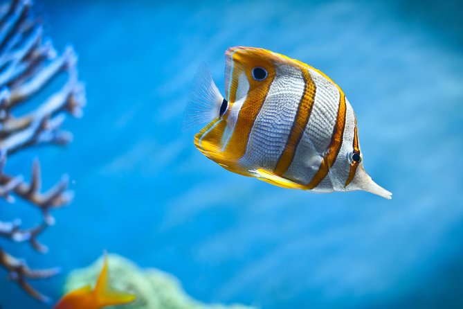 Hurghada: Orange Bay, Snorkeling, Watersports, Lunch & Drinks - Lunch, drinks, and the real value of $17.50