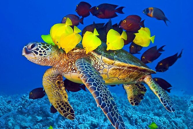 Hurghada Paradise Conquest Semi Submarine Snorkeling Trip - Who will enjoy this most?