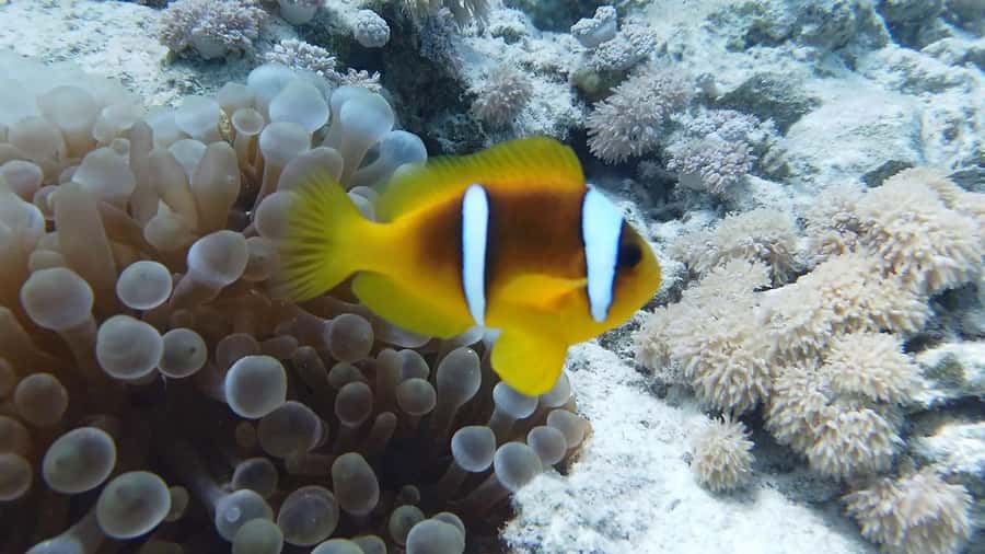 Hurghada: Premium Island Cruise with Lunch and snorkeling - Who will enjoy this cruise most?