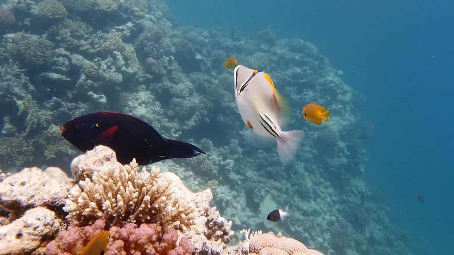 Hurghada: Premium Island Cruise with Lunch and snorkeling - The two snorkeling stops