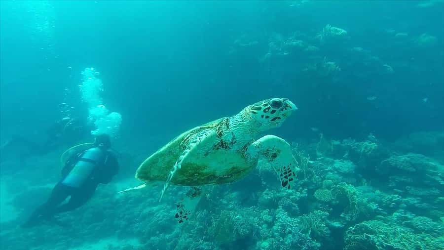 Hurghada: Premium Island Cruise with Lunch and snorkeling - Orange Bay and the Giftun Island stop