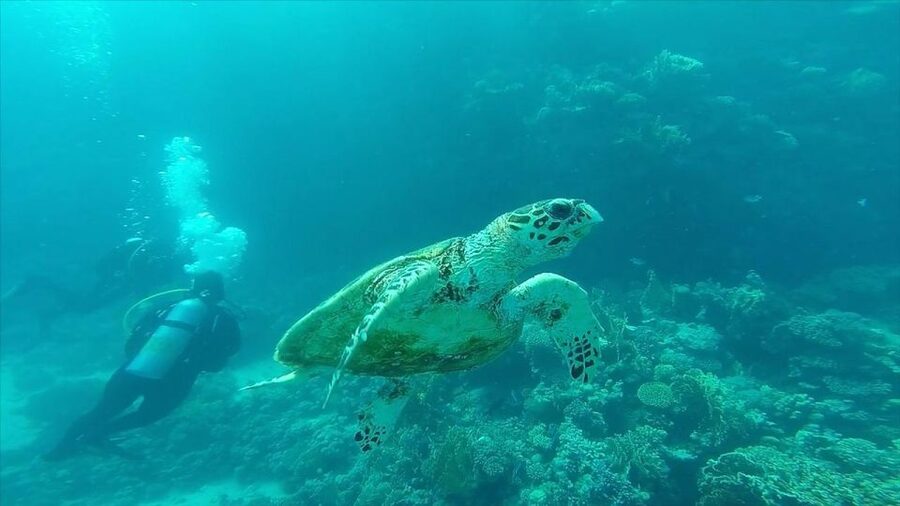 Hurghada: Premium Island Cruise with Lunch and snorkeling - The crew and the rhythm of the day