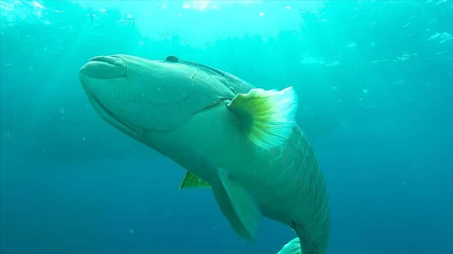 Hurghada: Premium Island Cruise with Lunch and snorkeling - Transfers from Hurghada, Soma Bay, Safaga, and El Gouna