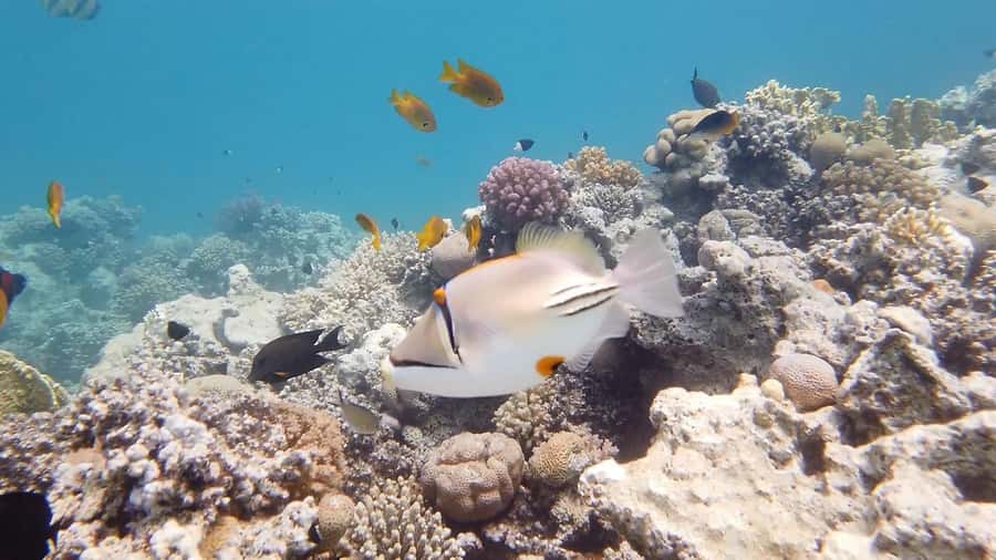 Hurghada: Premium Island Cruise with Lunch and snorkeling - Is $31 a fair price?