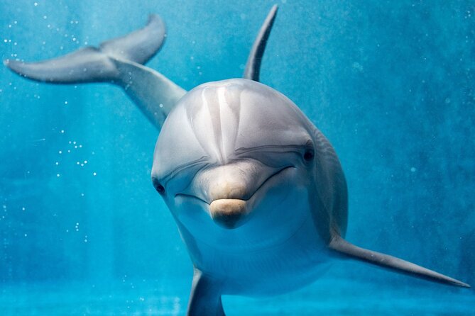 Hurghada: Private 4 Hours Speedboat Dolphin House Snorkling Tour - Choosing Dolphin House, Paradise Island, or Orange Bay