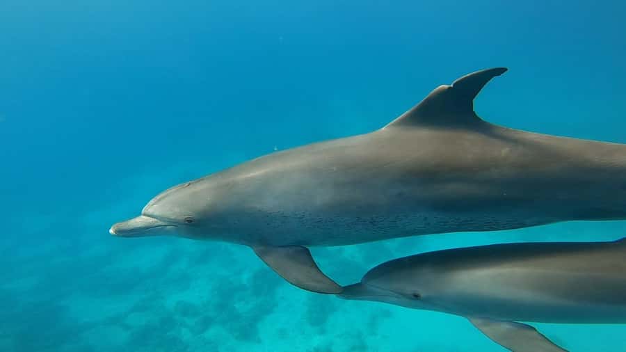 Hurghada: Private Speedboat Adventure with Snacks & Pick-up - Two hours or four hours on the Red Sea