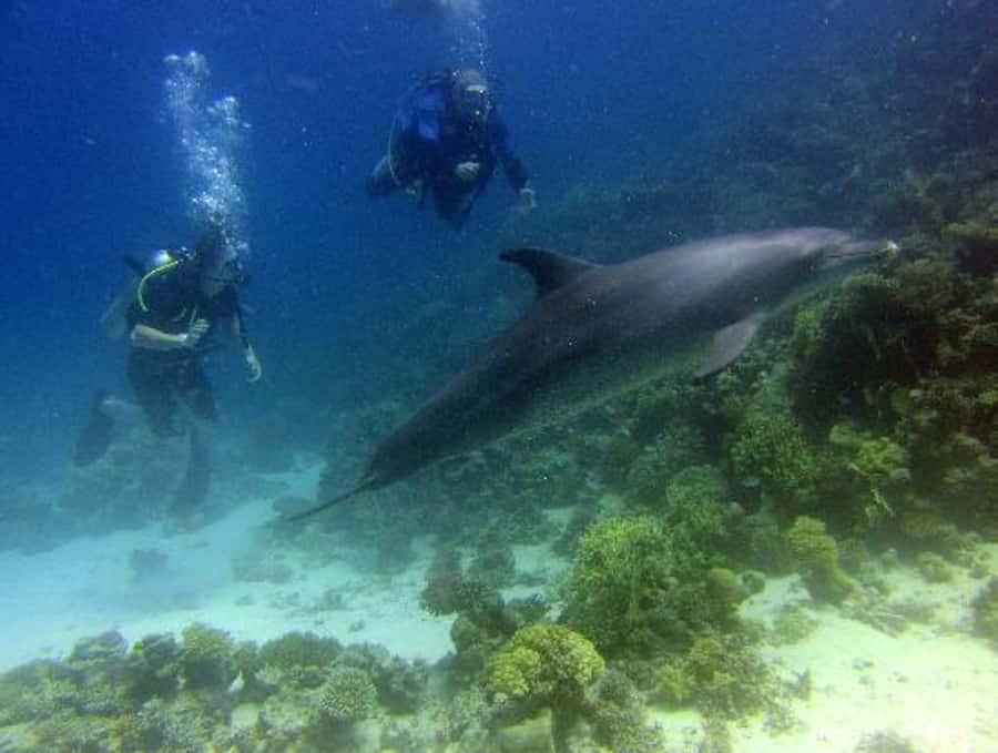Hurghada, Professionals Diving in Open Water Tour with Lunch - Lunch and a quiet break on board