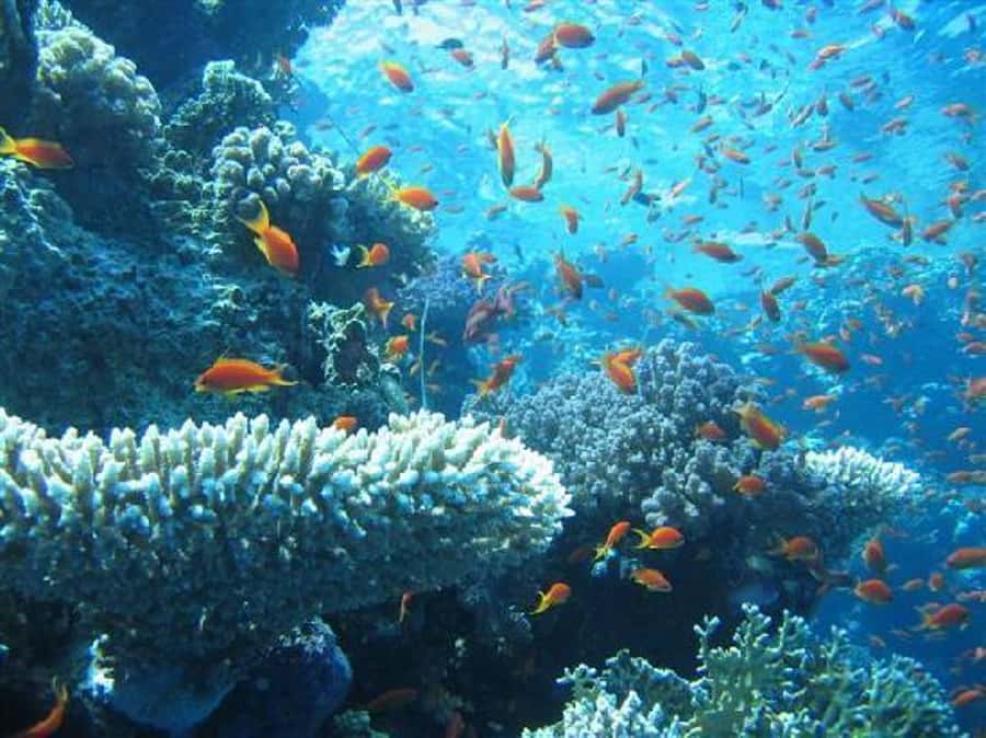 Hurghada, Professionals Diving in Open Water Tour with Lunch - Staff support and communication