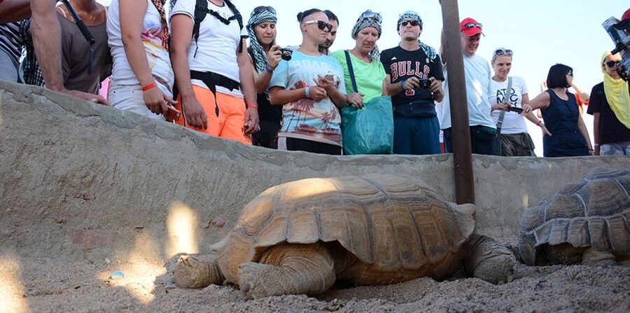 Hurghada: Quad Bike, Camel, Show, Dinner, & Stargazing Trip - Who Will Get the Most From This Excursion?