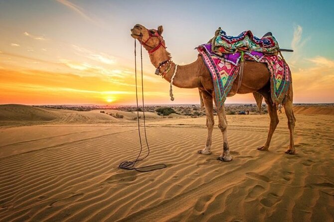 Hurghada: Quad, Jeep, Camel and Buggy Safari with BBQ Dinner - Quad biking across the open desert
