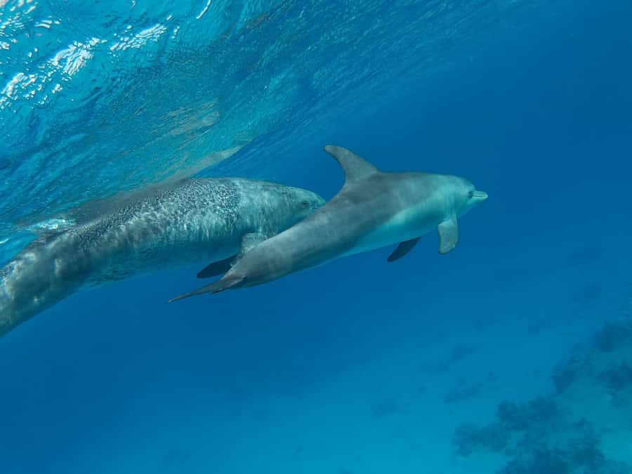 Hurghada: Royal Luxury VIP Cruise to Orange Bay with Lunch - Orange Bay: beautiful, popular, and brief