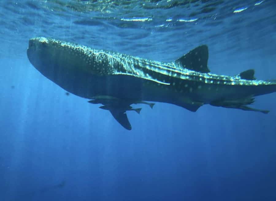 Hurghada: Royal Seascope Submarine Cruise with Snorkel Stop - Should you book the Royal Seascope cruise?