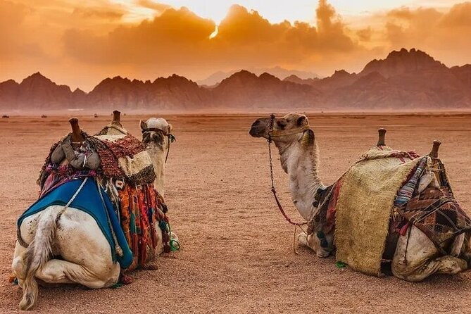 Hurghada Safari Trip Quad, Buggy, Jeep, Camel, Dinner, and Show - The buggy, or spider car, ride