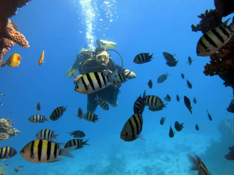 Hurghada: Scuba Diving cruise with lunch & pickup - Who should book this Red Sea boat trip?
