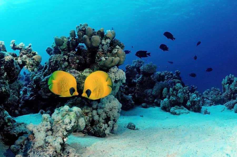 Hurghada: Scuba Diving cruise with lunch & pickup - The second reef session and snorkeling choice