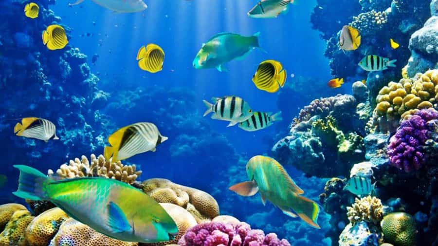 Hurghada: Scuba Diving cruise with lunch & pickup - What the $40 price really covers