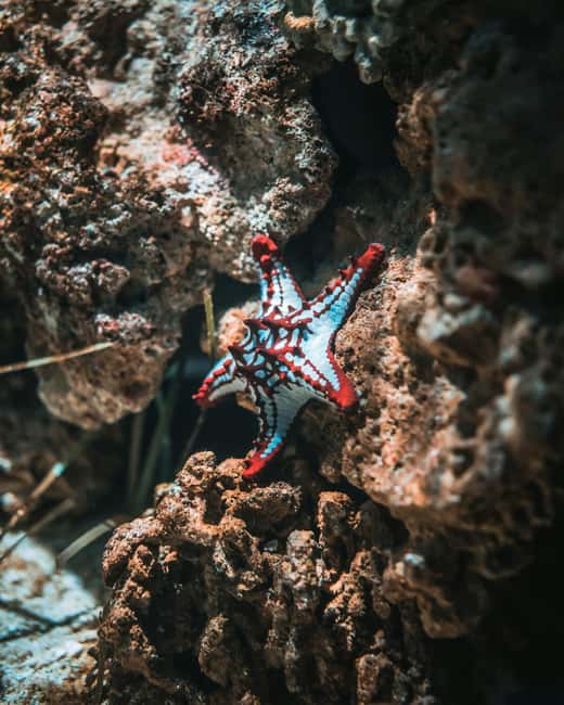 Hurghada: Scuba Diving for Beginners & Certified Divers - The second session gives you more freedom