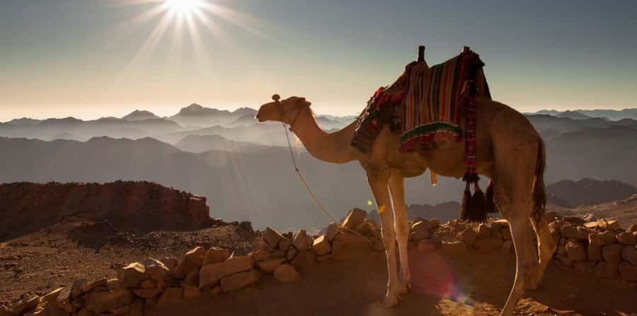 Hurghada: Sea & Desert Camel Ride w/Dinner, Show, Stargazing - Dinner, Oriental entertainment, and the desert after dark