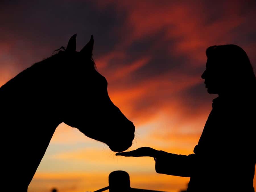 Hurghada: Sea & Desert Horse Tour, Stargazing, Dinner & Show - Why this ride feels different from a standard Hurghada excursion
