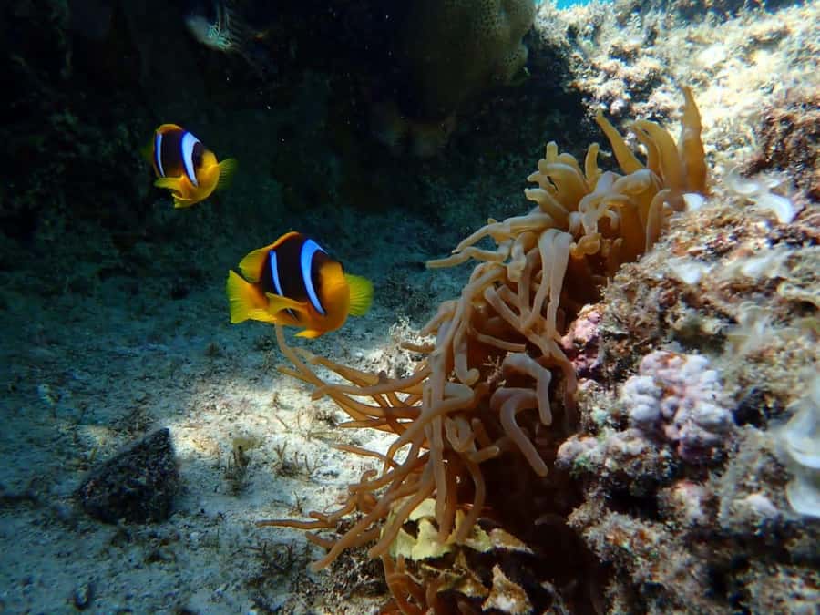 Hurghada: Snorkelling Trip by Speedboat with Hotel Pickup - What the crew adds to the day