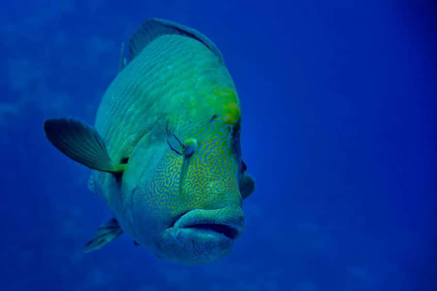 Hurghada: Snorkelling Trip by Speedboat with Hotel Pickup - Morning or sunset: choosing the better departure