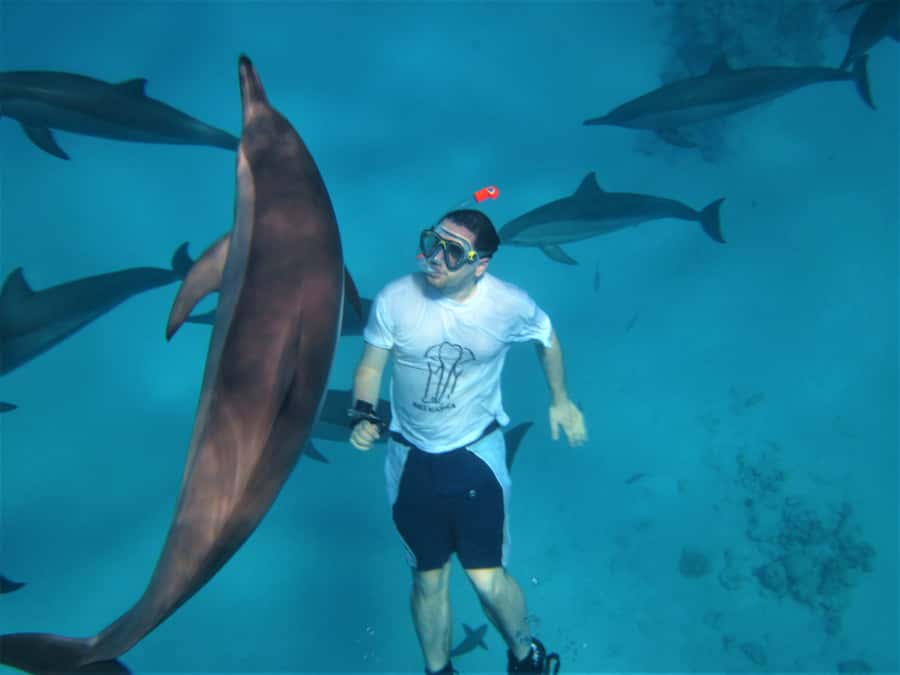 Hurghada: Speedboat Dolphin Watching & Snorkeling with Lunch - The best parts of this Red Sea outing