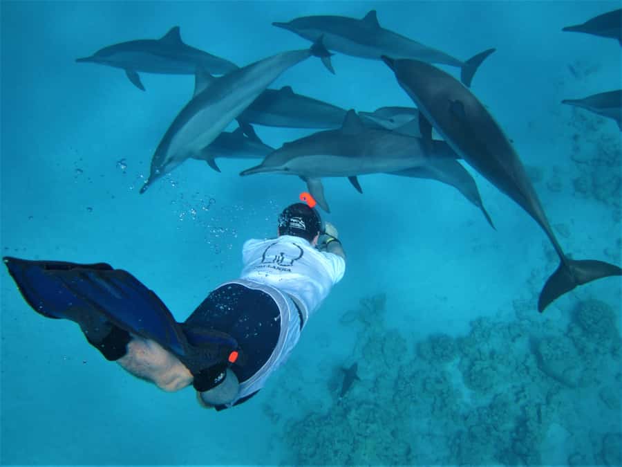 Hurghada: Speedboat Dolphin Watching & Snorkeling with Lunch - A six-hour escape from Hurghada