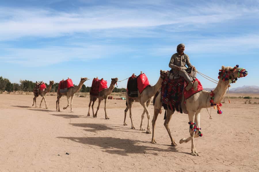 Hurghada: Sunset Camel Ride with Dinner - Key points to know before you book