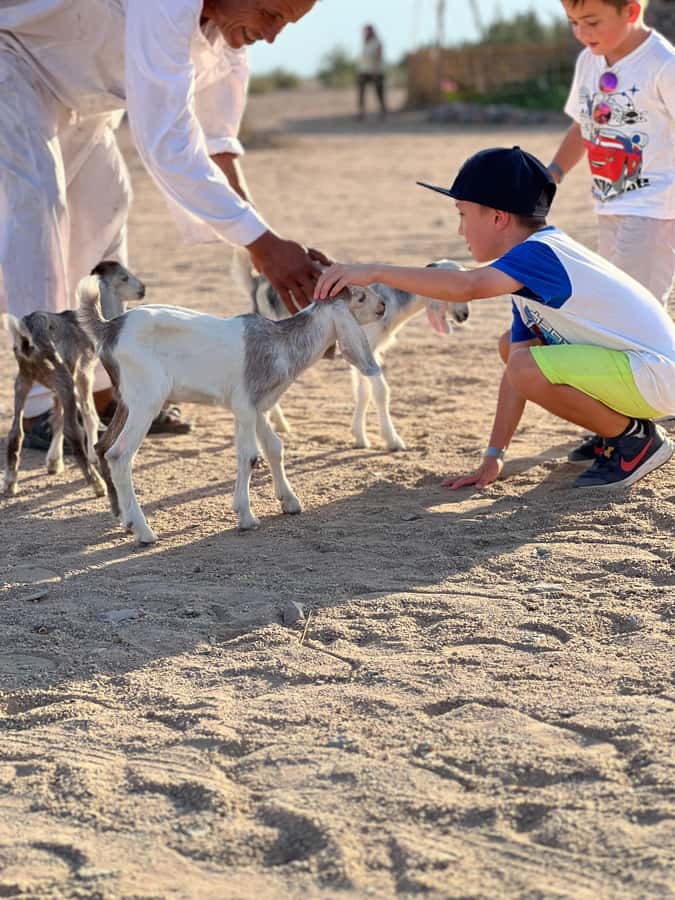 Hurghada: Sunset Camel Ride with Dinner - Who should choose this experience?