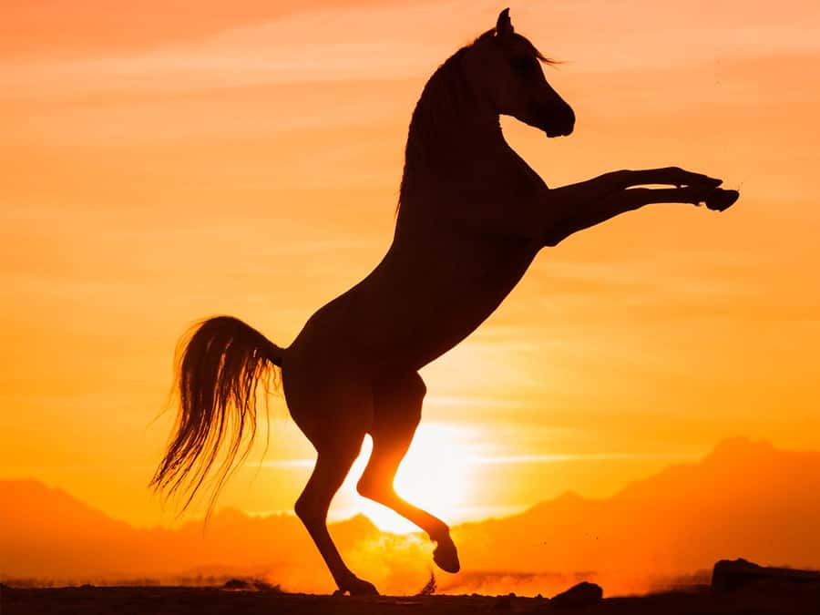 Hurghada: Sunset Sea, Desert Horse W Opt, Dinner, Stargazing - Key points before you book