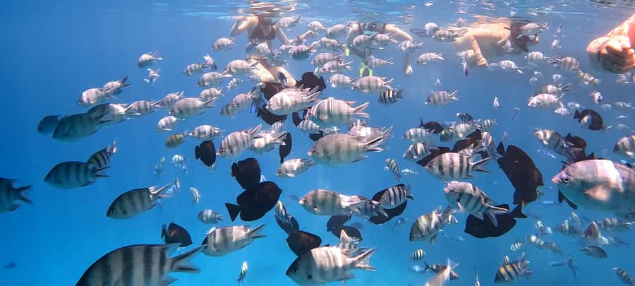 Hurghada: White Island Speedboat Tour, Snorkeling, & Lunch - The speedboat ride and optional flight