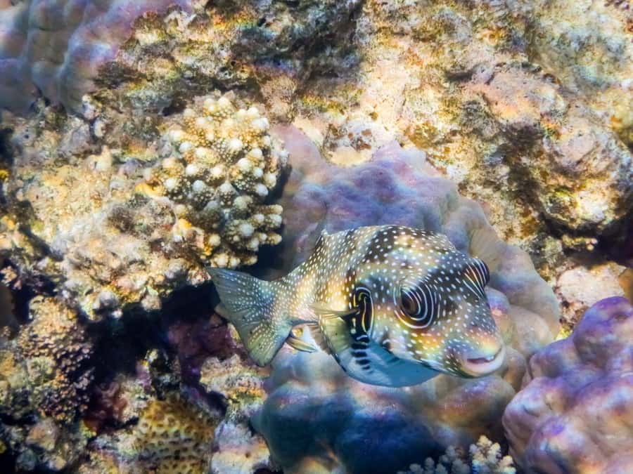 Hurghada: Yacht Trip Dolphin Watching W Lunch & Multi Option - Choosing Orange Bay or Magawish Island