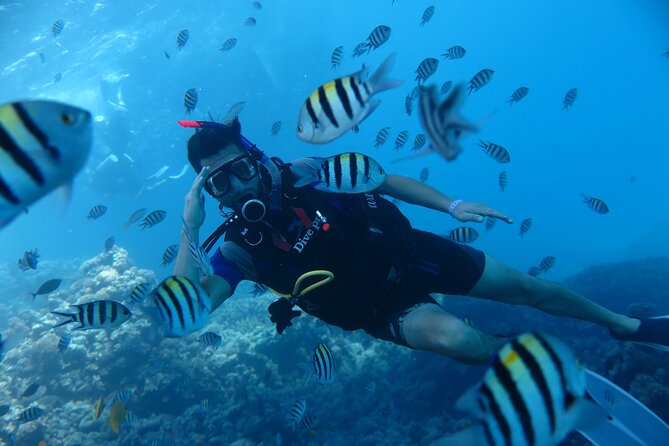 Intro Diving 2 Stops For Beginners with Pick-up and Lunch - Hurghada - Life beneath the Red Sea