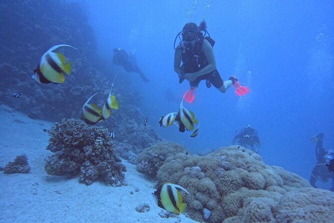 Intro Diving Beginner and Discover Red Sea Underwater - The 90-minute surface break on the boat