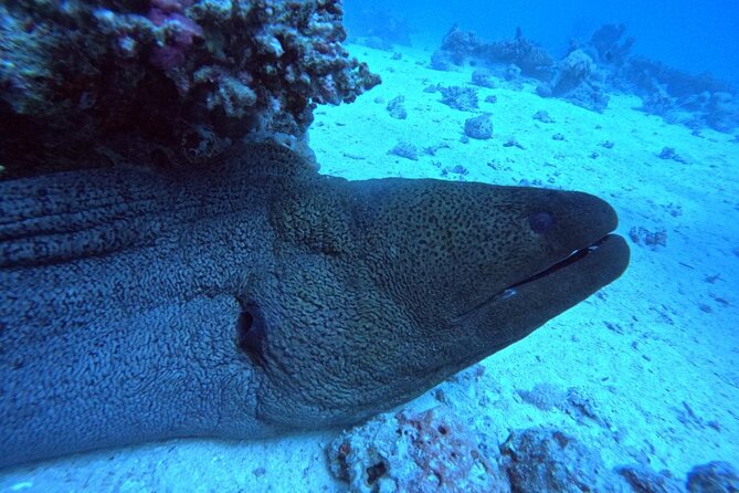 Intro Diving Beginner and Discover Red Sea Underwater - FAQ