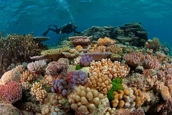 Intro Diving for Beginners 2 Stops Diving with Lunch - Hurghada - Why the $22 price is strong value