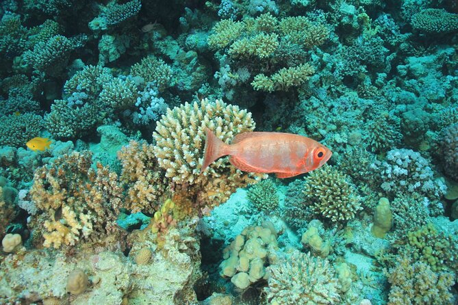 Intro Scuba Diving: 2 Dive Stops With Lunch & transfer - Hurghada - Lunch, drinks, and the value of staying aboard