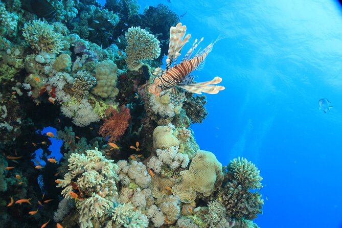 Intro Scuba Diving: 2 Dive Stops With Lunch & transfer - Hurghada - Understanding the advertised $5 price