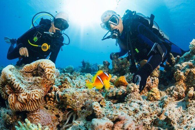Intro Scuba Diving: 2 Dive Stops With Lunch & transfer - Hurghada - Who will enjoy this Hurghada trip most?