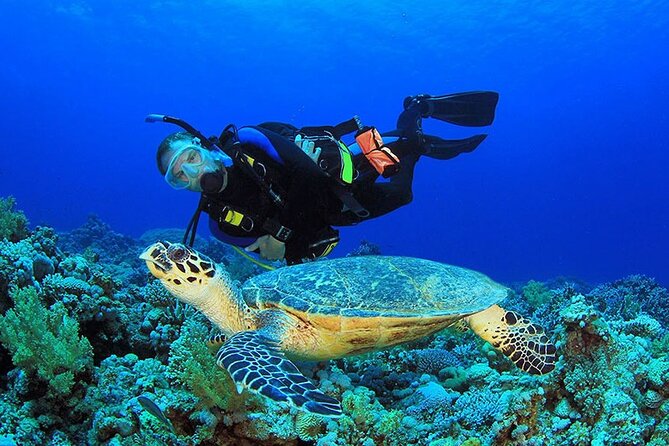 Intro Scuba Diving 2 Stops Trip with Transfers & Lunch - Hurghada - The second stop and the question of site variety