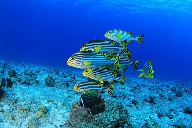 Intro Scuba Diving 2 Stops Trip with Transfers & Lunch - Hurghada - Timing, transfers, and what to bring