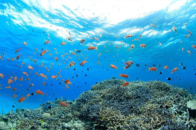 Intro Scuba Diving 2 Stops Trip with Transfers & Lunch - Hurghada - The 90-minute break, lunch, and boat atmosphere