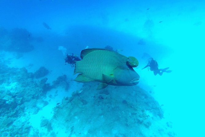 Intro Scuba Diving - Safety briefing and getting into the water