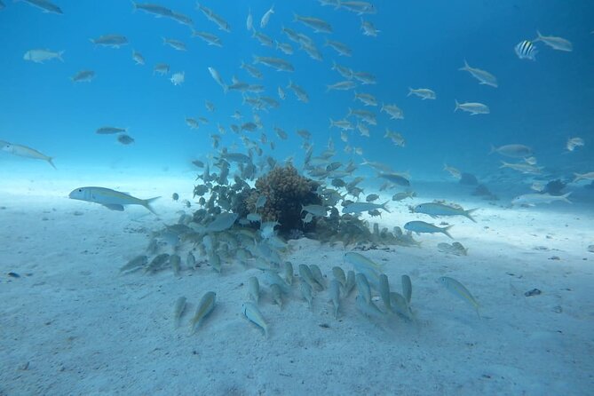 Intro Scuba Diving - Lunch on the boat and time without equipment